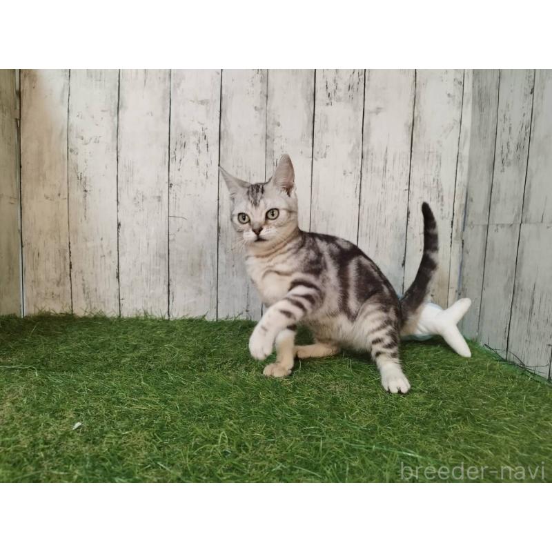 販売中の三重県のアメリカンショートヘア-122396の5枚目