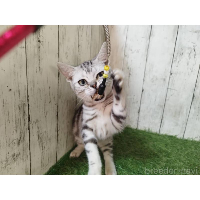 販売中の三重県のアメリカンショートヘア-122396の3枚目