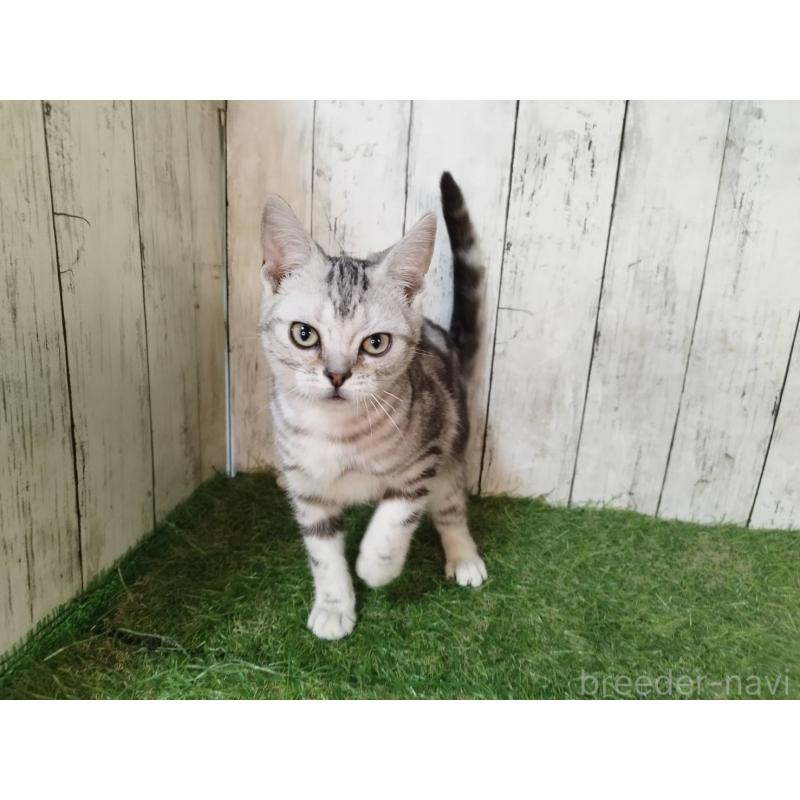 販売中の三重県のアメリカンショートヘア-122396の2枚目