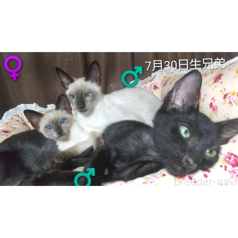 販売中の愛知県のミックス-131834の4枚目