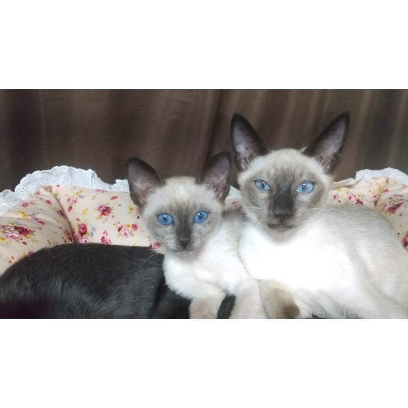 販売中の愛知県のミックス-131834の2枚目