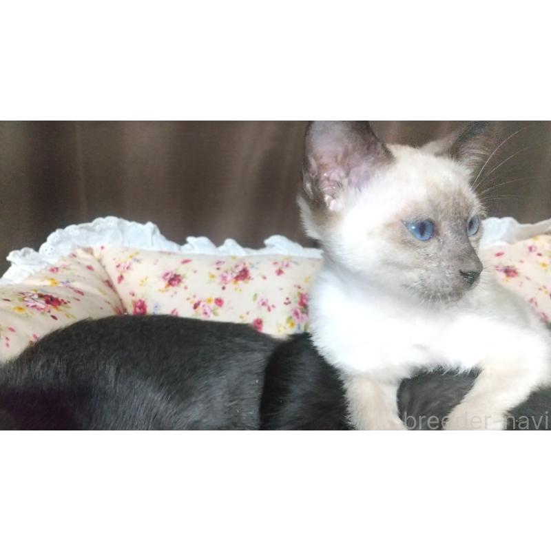 販売中の愛知県のミックス-131835の3枚目