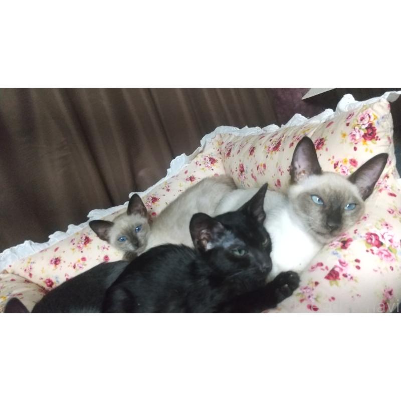 販売中の愛知県のミックス-131835の2枚目