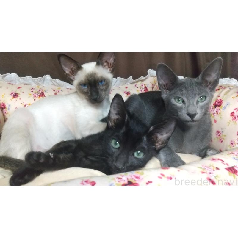 販売中の愛知県のミックス-131836の4枚目