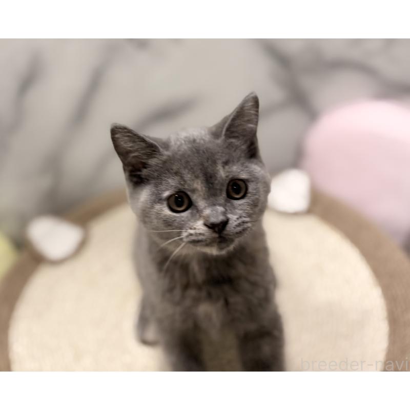 販売中の静岡県のスコティッシュフォールド-127241の3枚目