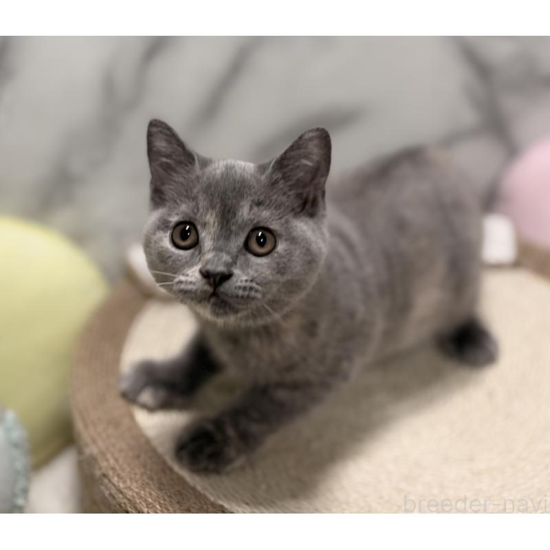 販売中の静岡県のスコティッシュフォールド-127241の2枚目