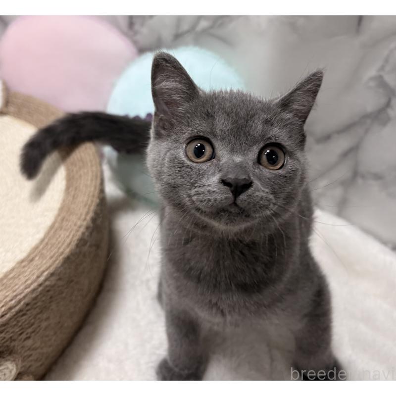 販売中の静岡県のスコティッシュフォールド-127238の3枚目