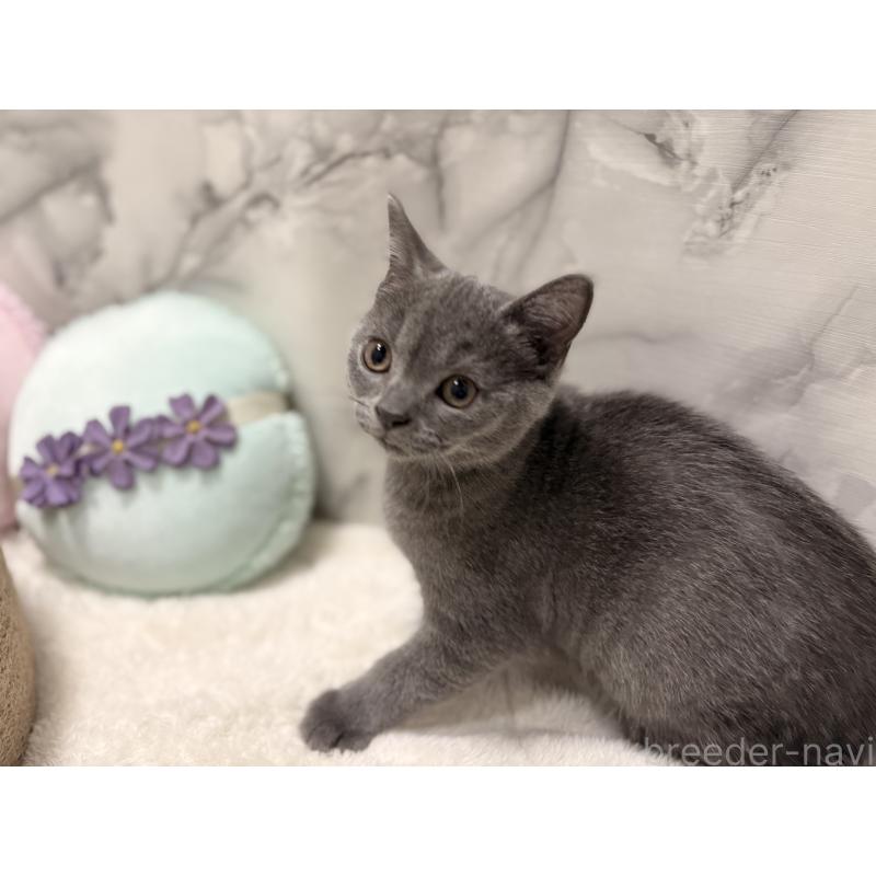 販売中の静岡県のスコティッシュフォールド-127238の2枚目