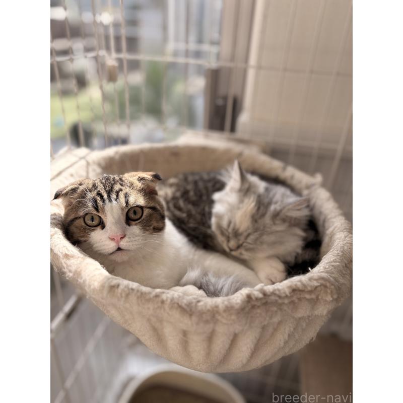 販売中の静岡県のミックス-123424の3枚目