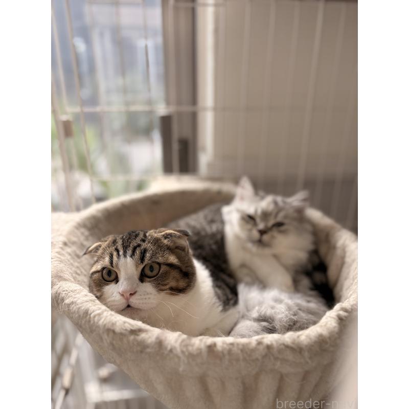 販売中の静岡県のミックス-123424の2枚目