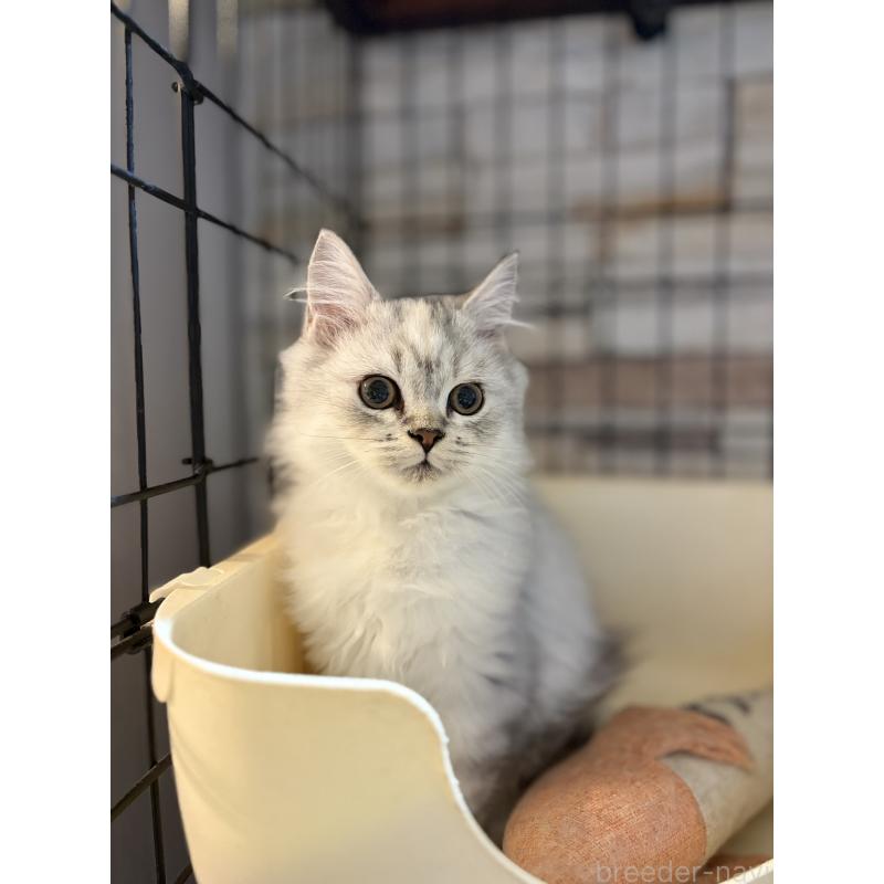 販売中の静岡県のミックス-123416の3枚目