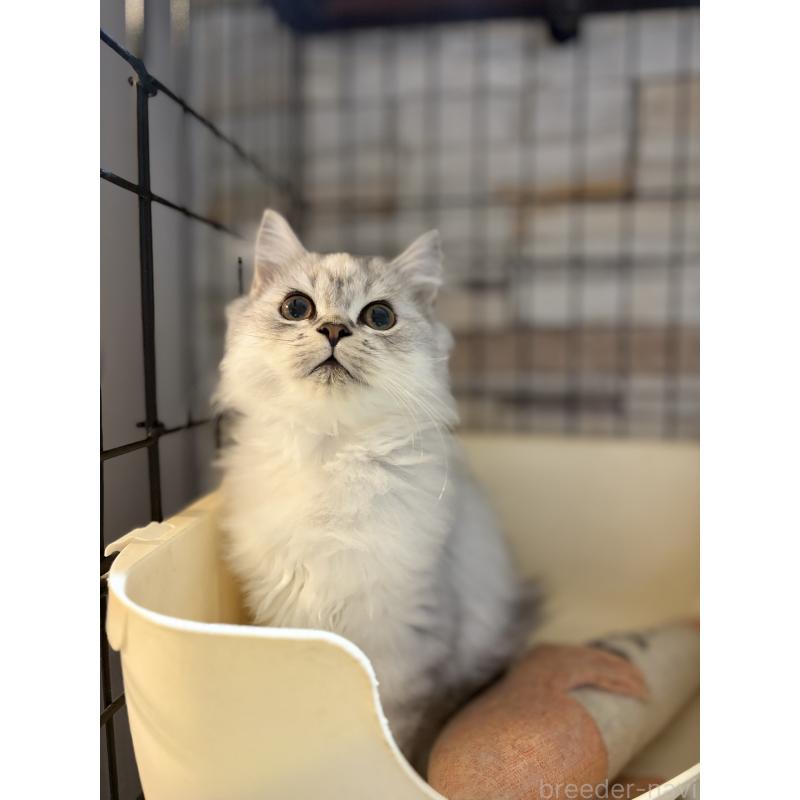 販売中の静岡県のミックス-123416の2枚目