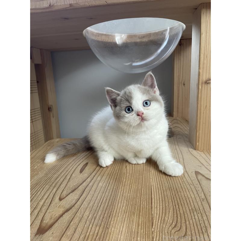 販売中の埼玉県のブリティッシュショートヘア-131837の1枚目