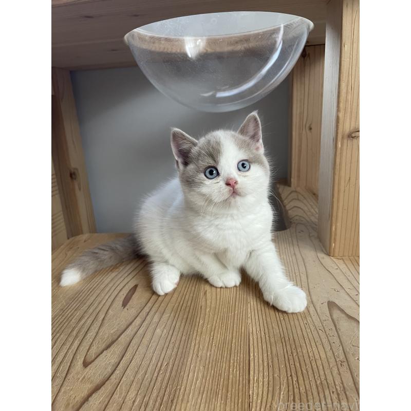 販売中の埼玉県のブリティッシュショートヘア-131837の7枚目