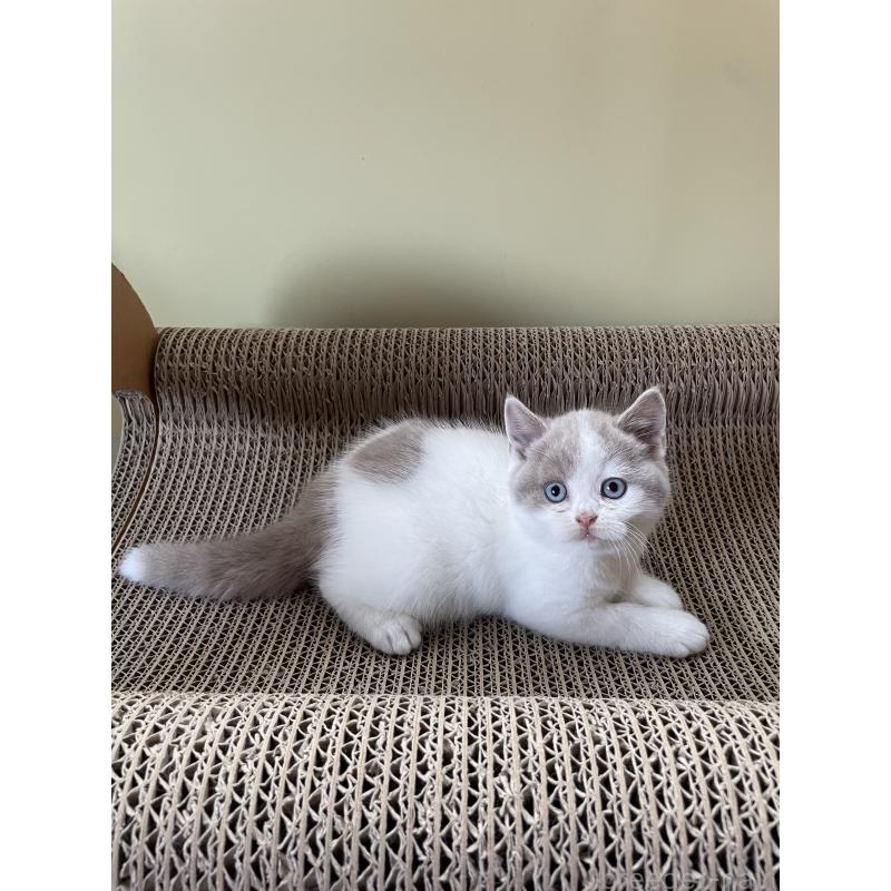 販売中の埼玉県のブリティッシュショートヘア-131837の6枚目