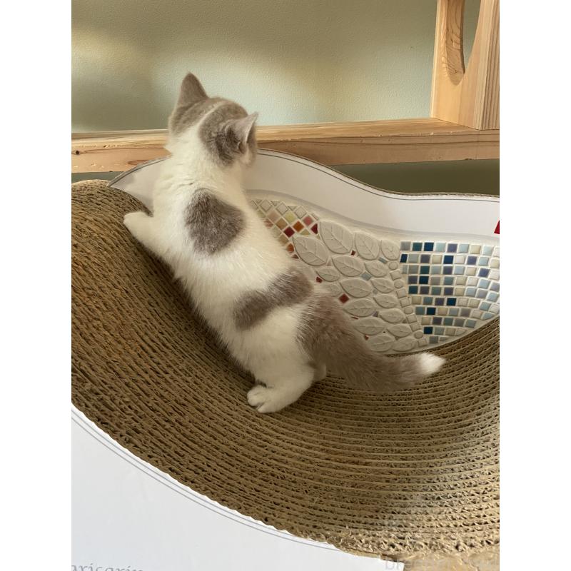 販売中の埼玉県のブリティッシュショートヘア-131837の5枚目