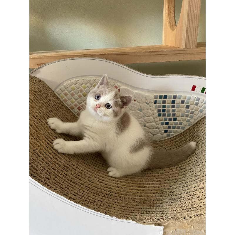 販売中の埼玉県のブリティッシュショートヘア-131837の4枚目