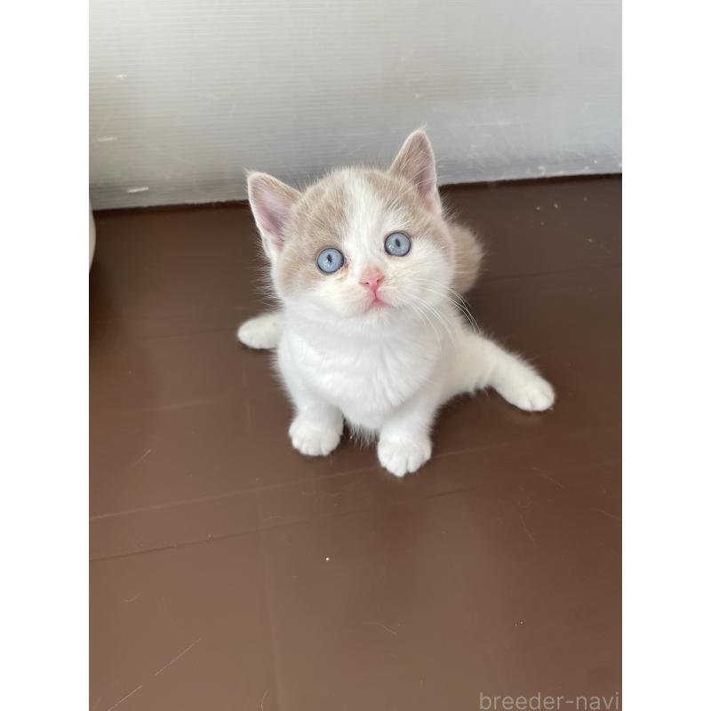 販売中の埼玉県のブリティッシュショートヘア-131837の3枚目