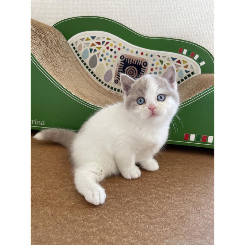 販売中の埼玉県のブリティッシュショートヘア-131837の2枚目