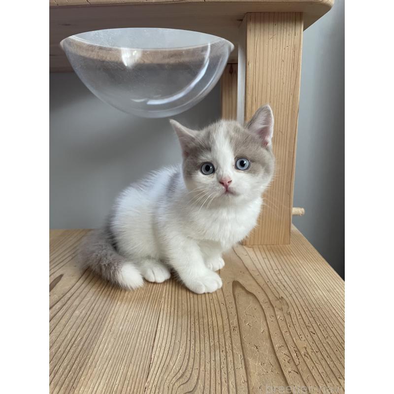 販売中の埼玉県のブリティッシュショートヘア-131838の10枚目