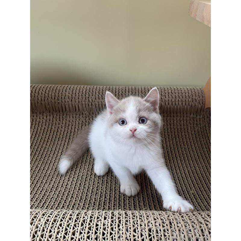 販売中の埼玉県のブリティッシュショートヘア-131838の9枚目