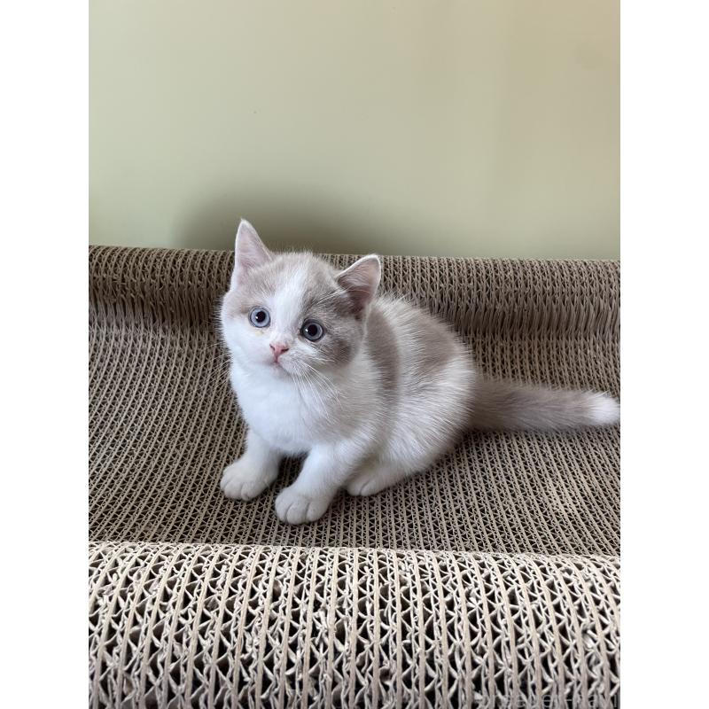 販売中の埼玉県のブリティッシュショートヘア-131838の8枚目