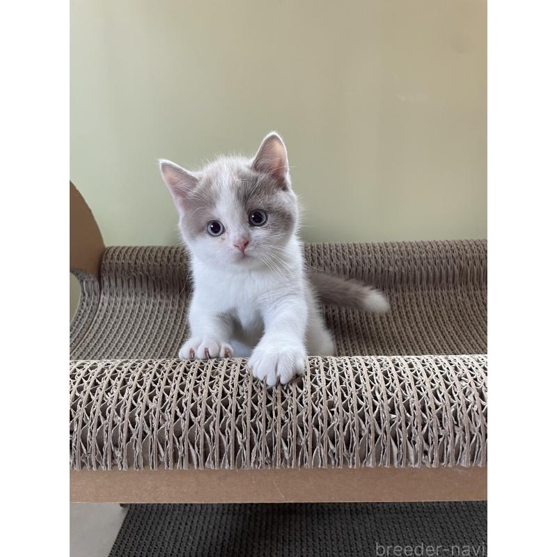 販売中の埼玉県のブリティッシュショートヘア-131838の7枚目