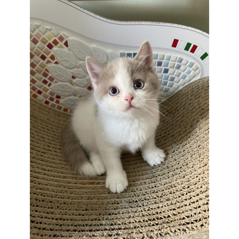 販売中の埼玉県のブリティッシュショートヘア-131838