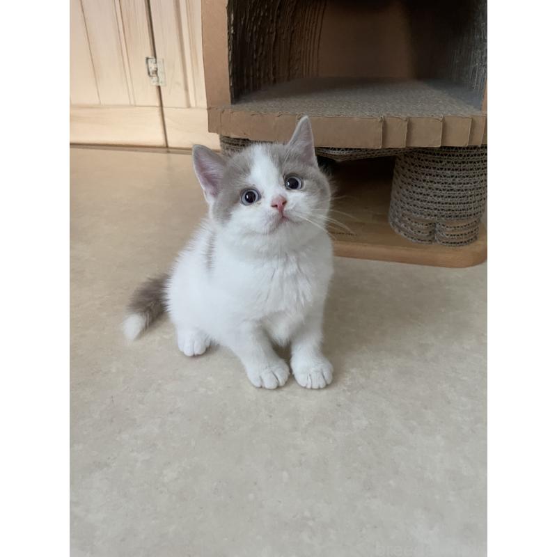 販売中の埼玉県のブリティッシュショートヘア-131838の3枚目