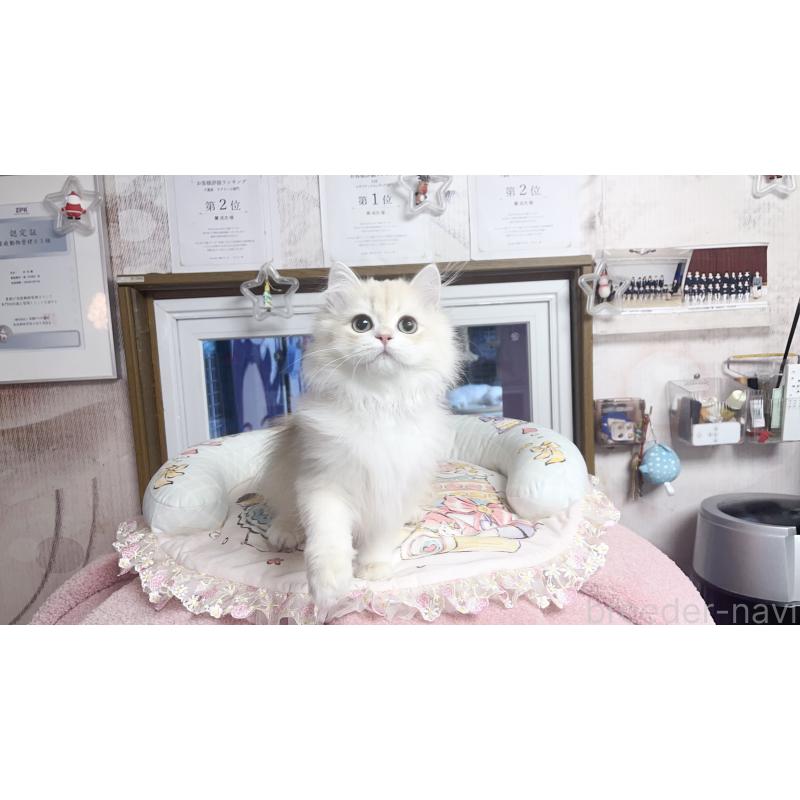 販売中の千葉県のブリティッシュショートヘア-124894の5枚目