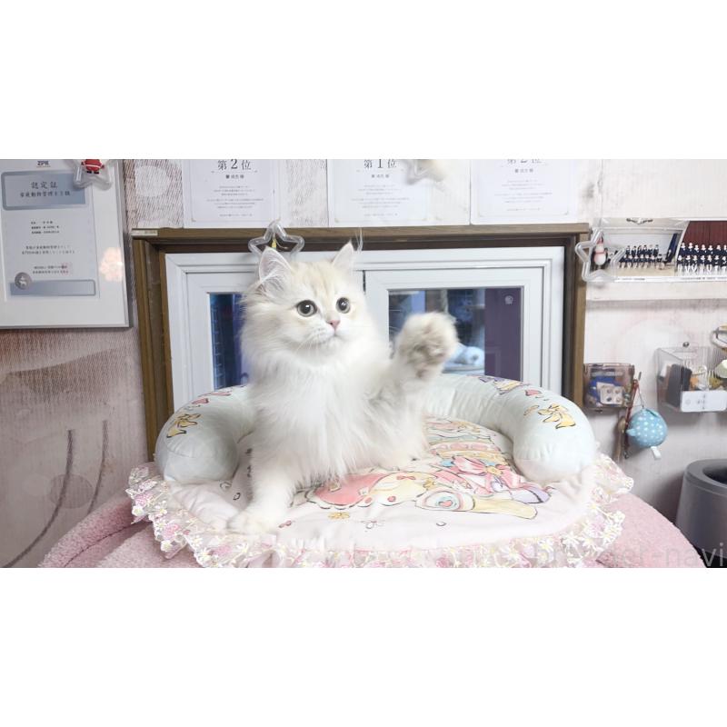 販売中の千葉県のブリティッシュショートヘア-124894の4枚目