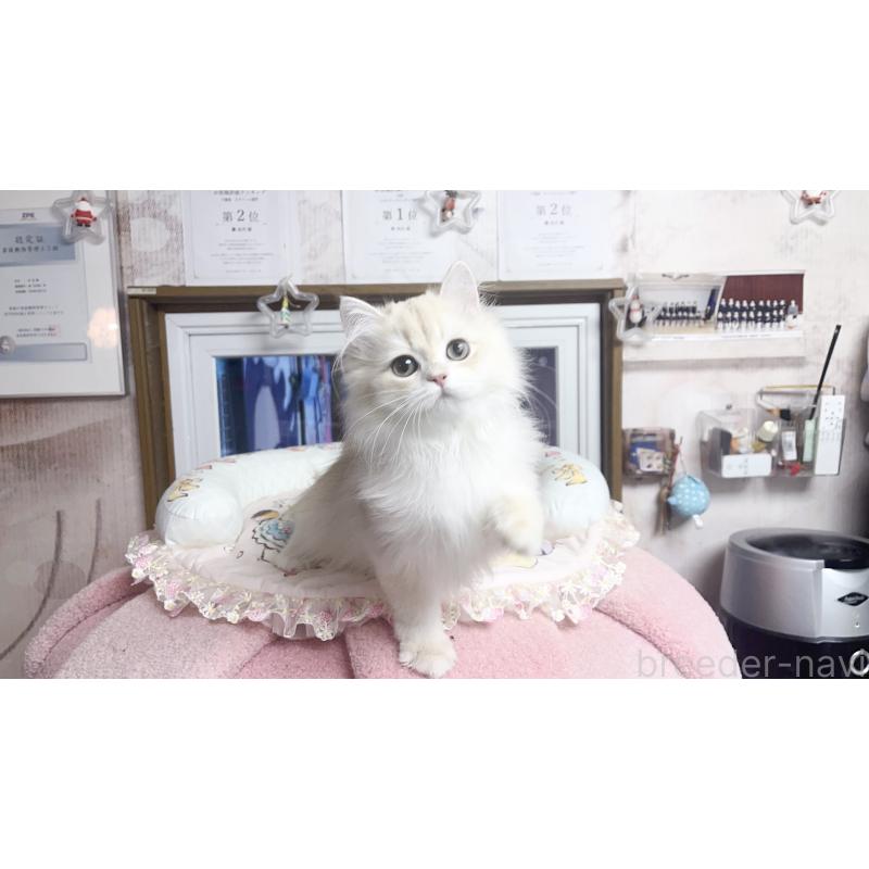 販売中の千葉県のブリティッシュショートヘア-124894の3枚目