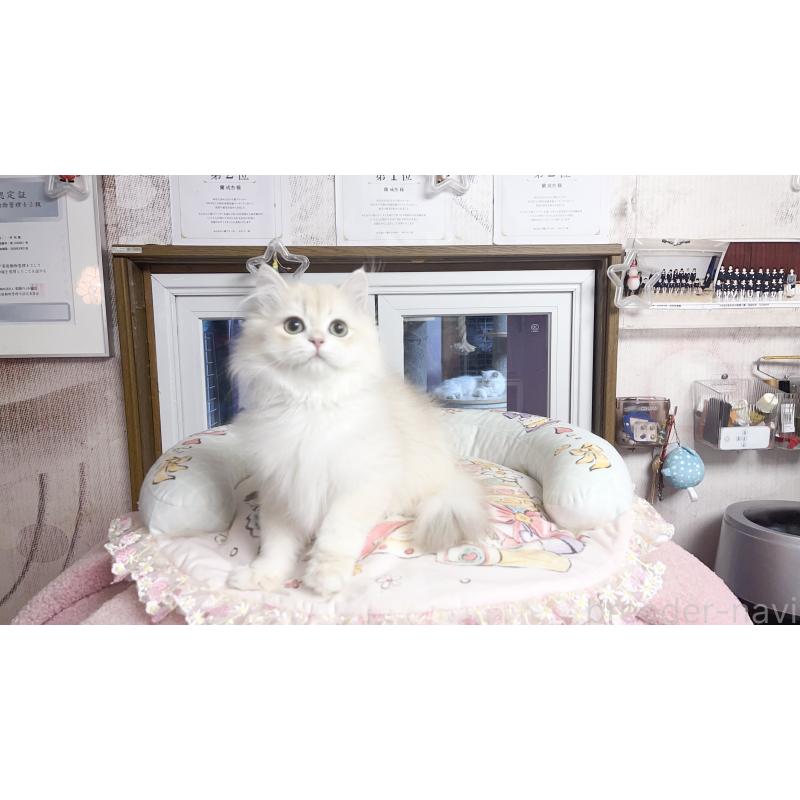 販売中の千葉県のブリティッシュショートヘア-124894の2枚目