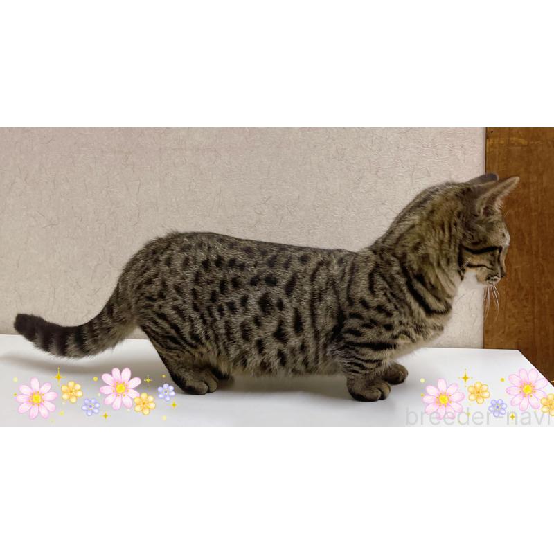 販売中の東京都のジェネッタ-125608の4枚目