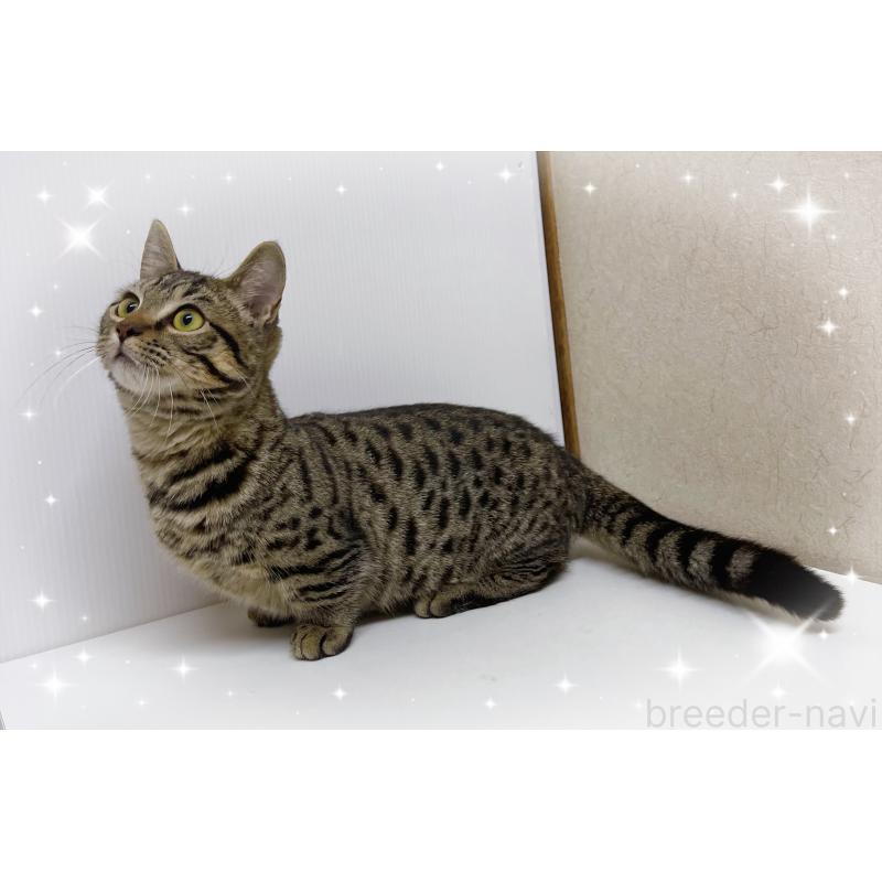 販売中の東京都のジェネッタ-125608の3枚目