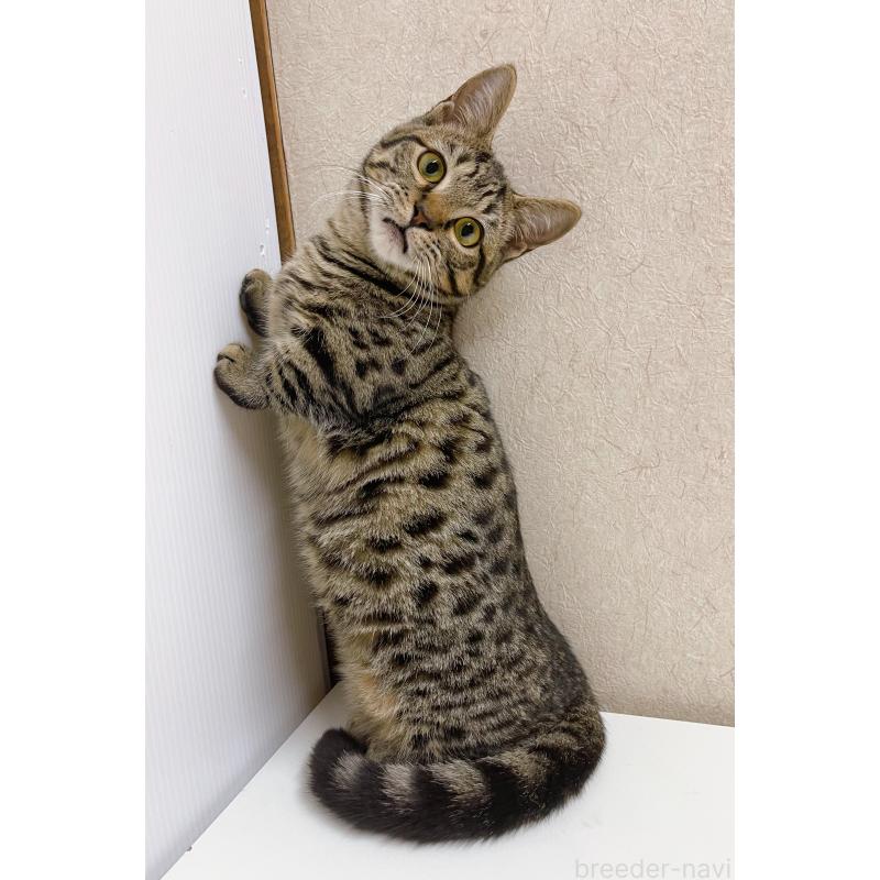 販売中の東京都のジェネッタ-125608の2枚目