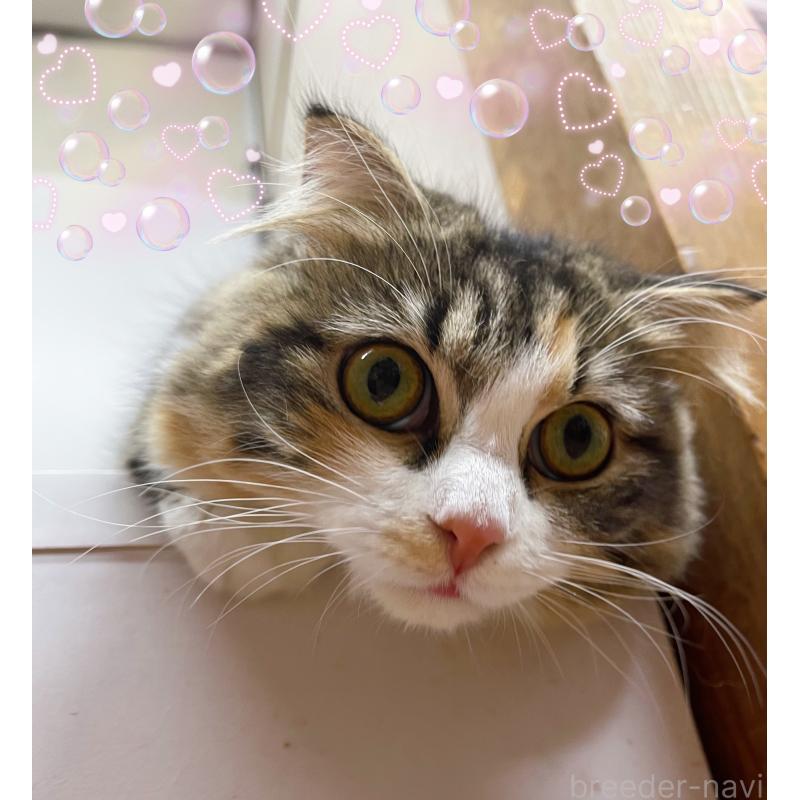 販売中の東京都のスコティッシュフォールド(折れ耳)-118643の6枚目