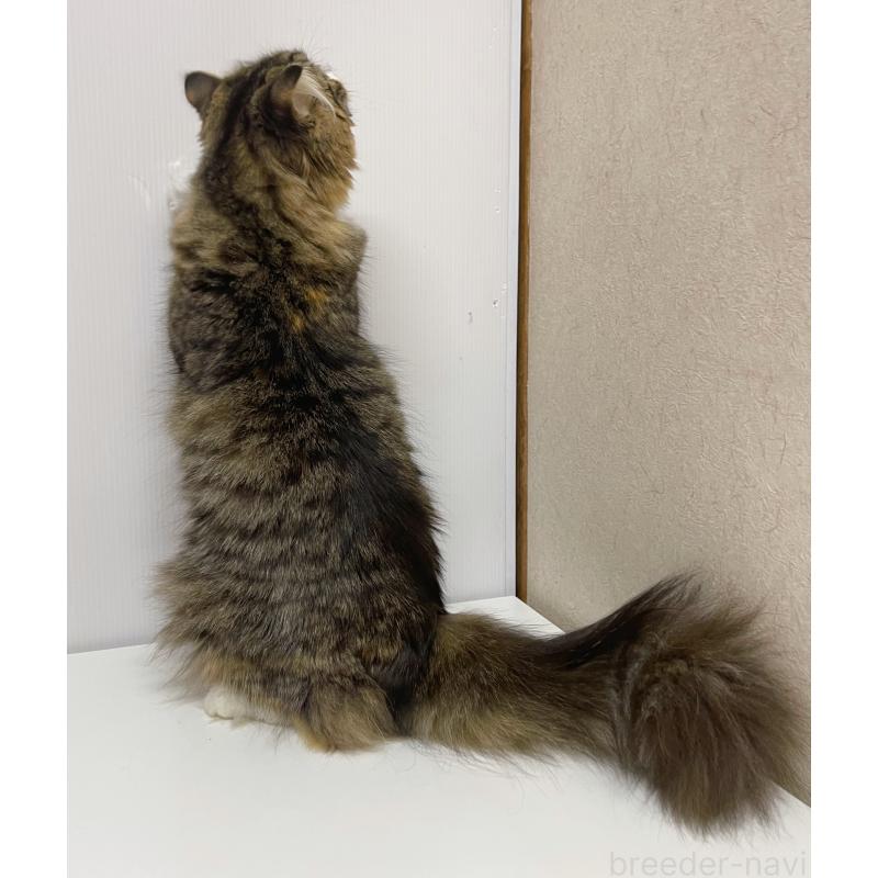 販売中の東京都のスコティッシュフォールド(折れ耳)-118643の5枚目