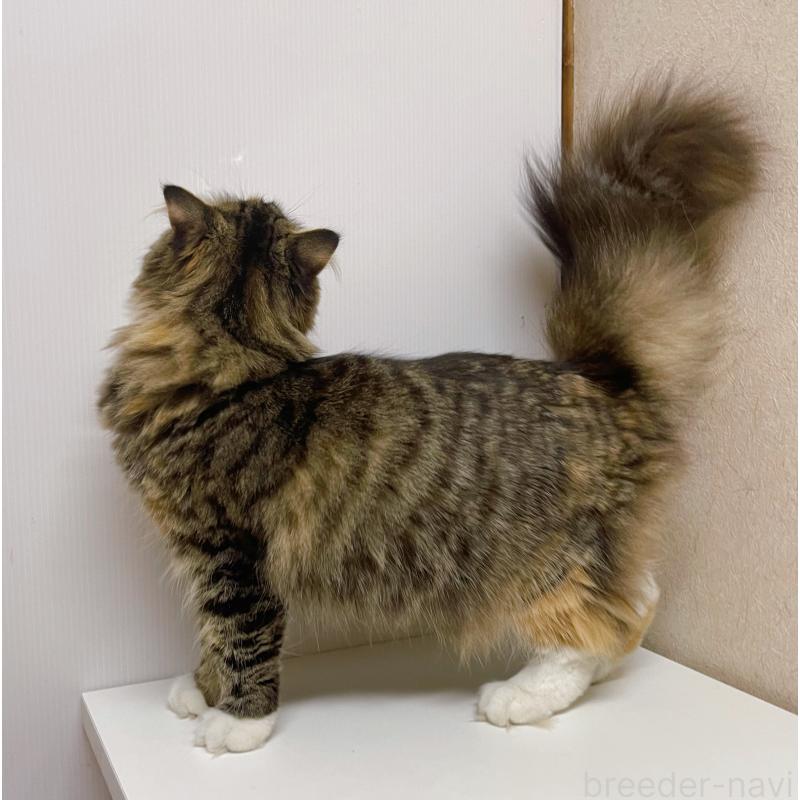 販売中の東京都のスコティッシュフォールド(折れ耳)-118643の4枚目