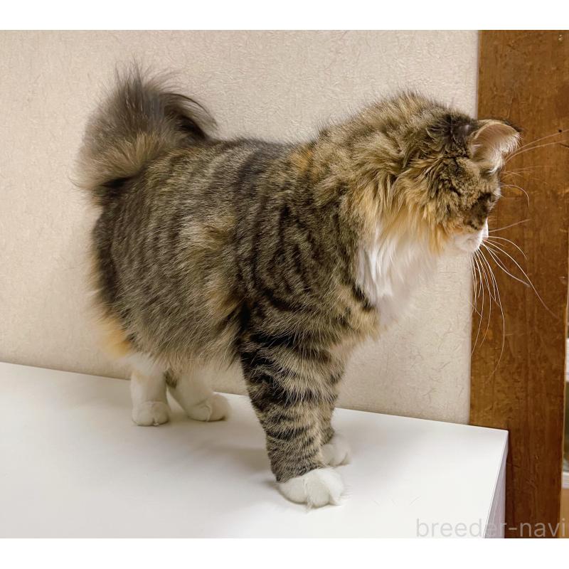 販売中の東京都のスコティッシュフォールド(折れ耳)-118643の3枚目