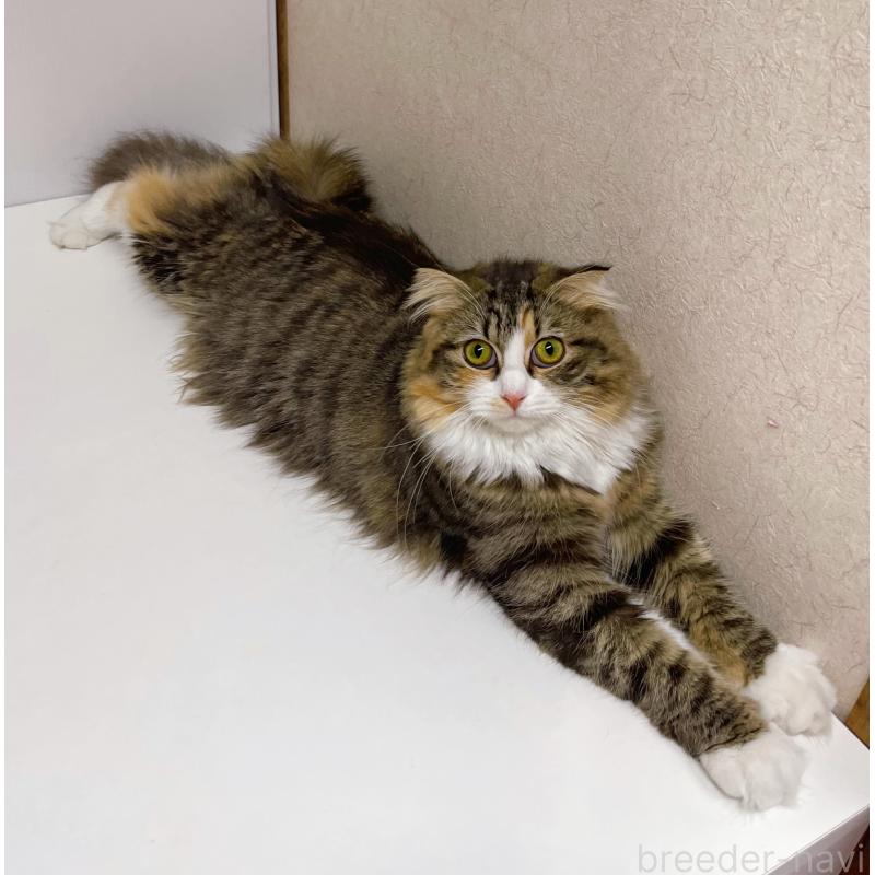 販売中の東京都のスコティッシュフォールド(折れ耳)-118643の2枚目