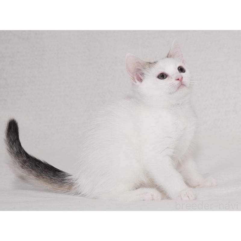 販売中の東京都のマンチカン-129862の8枚目