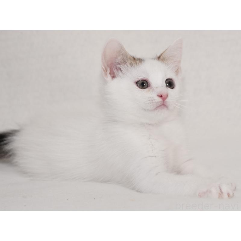 販売中の東京都のマンチカン-129862の7枚目