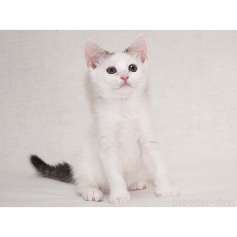 販売中の東京都のマンチカン-129862の6枚目