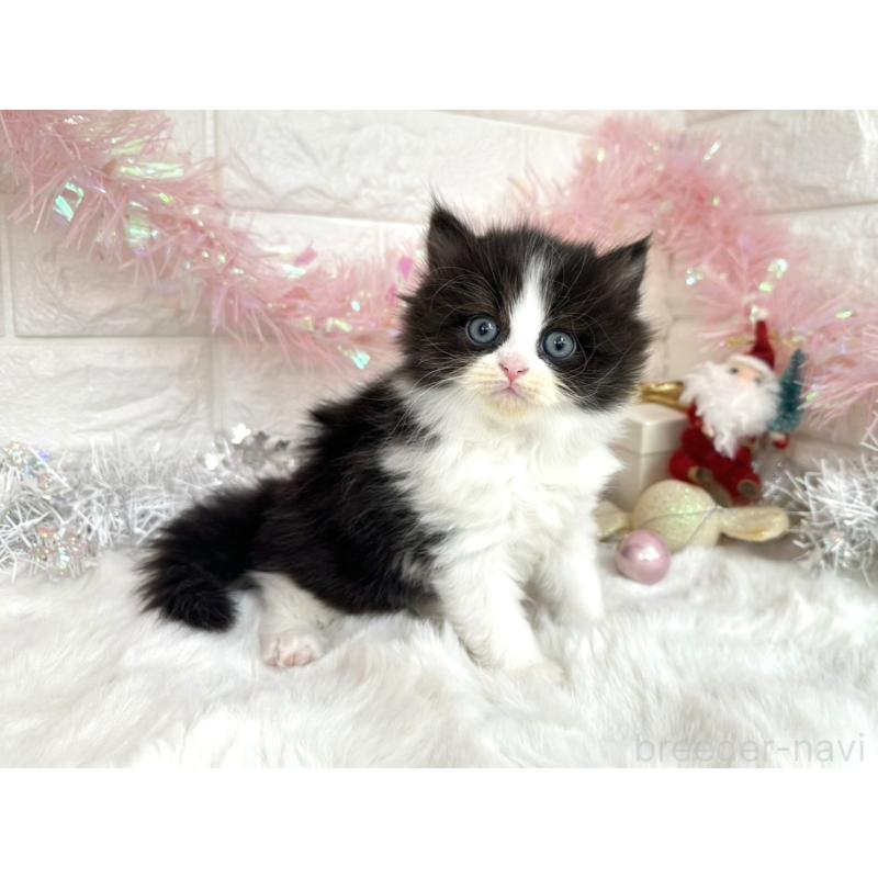 販売中の埼玉県のミヌエット-131843