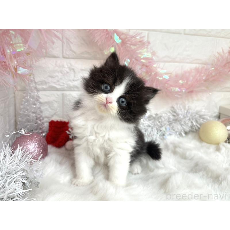 販売中の埼玉県のミヌエット-131843の6枚目