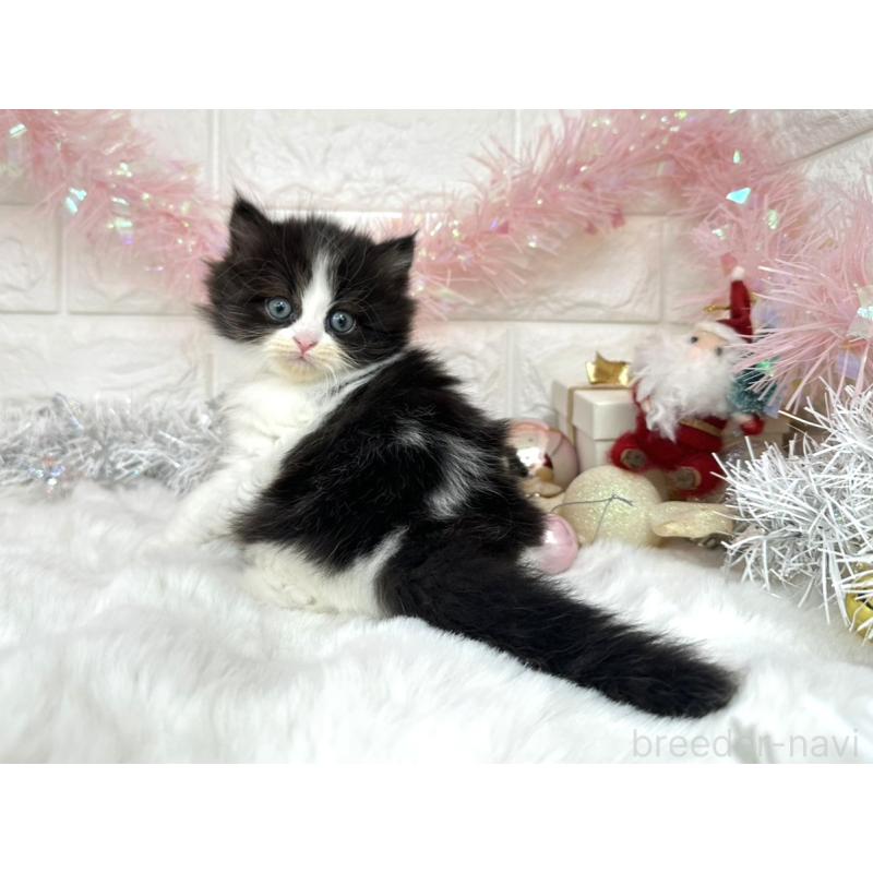 販売中の埼玉県のミヌエット-131843の5枚目