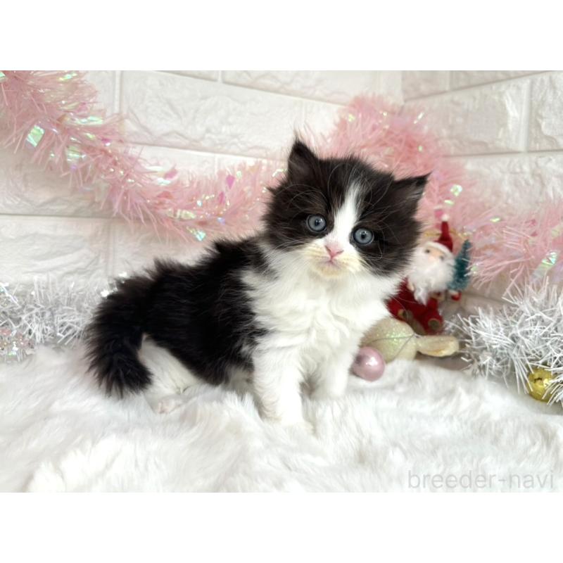 販売中の埼玉県のミヌエット-131843の4枚目