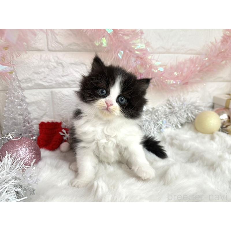 販売中の埼玉県のミヌエット-131843の3枚目