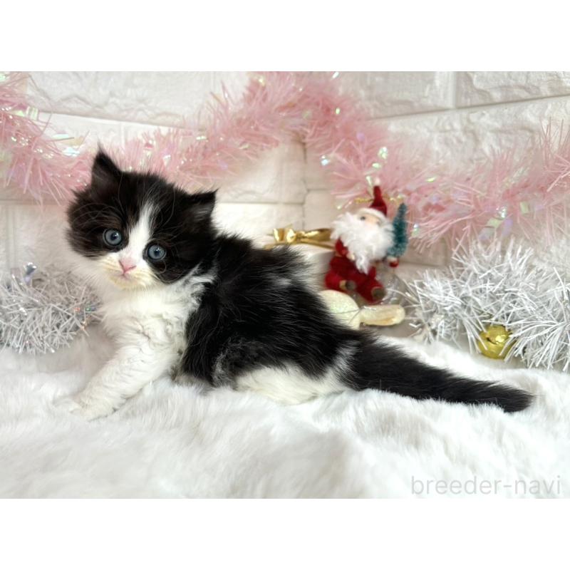 販売中の埼玉県のミヌエット-131843の2枚目